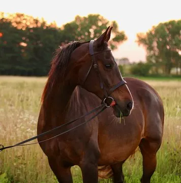 赛事数据分析师示意图